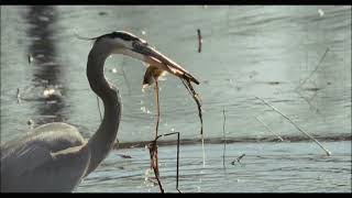 Great Blue Heron Fish Grab #wildbirds #birds #herons #greatblueheron