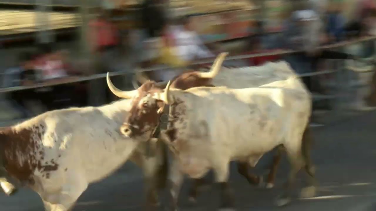 Segundo Encierro de Cuéllar 28-08-2023