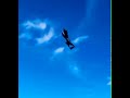 A-10 アメリカ空軍 30mm ガトリング フェアチャイルド リパブリック社 CAS P-47
