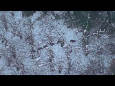 ORDU DOMUZ AVI /  WILD BOAR HUNTING