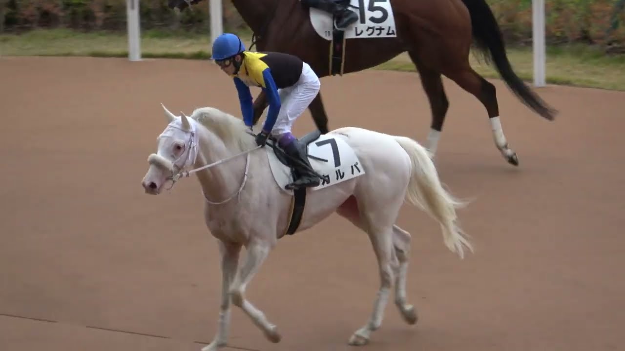 【武豊】【カルパ】貴公子コラボも3着と惜しい結果‼ 現地映像 【白毛】