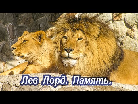 Крым. Тайган. Лев Лорд. Память.