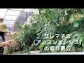 【ガーデニングvlog】常緑クレマチスアンスンエンシスの切り戻し/薔薇アンジェラの開花と経過