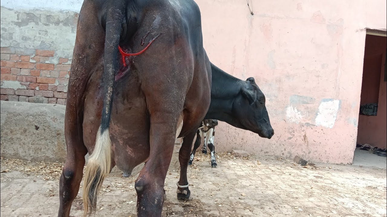 jersey Friesian cross cow for sale on YouTube ll jersey cow for sale in