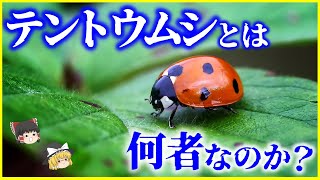 【ゆっくり解説】黄色い汁は血⁉「テントウムシ」とは何者なのか？を解説/益虫か？害虫か？テントウムシに擬態する昆虫も…