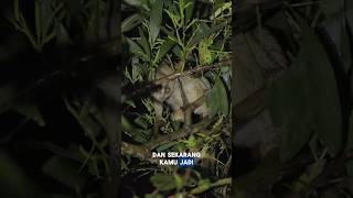 🐾Hewan ini memiliki air liur yang beracun! #faktadunia #animals #youtubeshorts