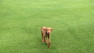 Dog Training-Puppy Vizsla Recall Training