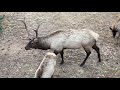 Estes Park Elk !