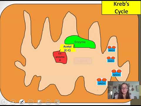 Video: Hvor mange molekyler kuldioxid produceres, når et enkelt pyruvatmolekyle behandles gennem aerob respiration?