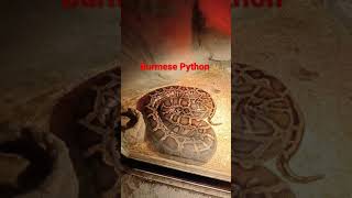 BURMESE PYTHON #shorts #python #snake