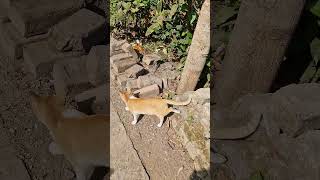 cute Middle-aged cat 🐈