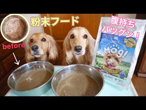 粉末ドッグフードを食べてみた！《ASMR/咀嚼音/ふやかし方》犬ごはん