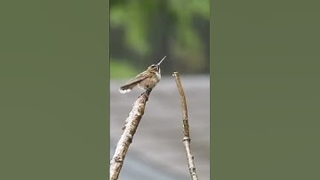 Beautiful Ruby-throated Hummingbird Enjoys Singing in the Rain