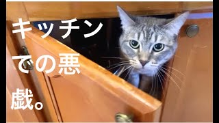 猫、キッチンで悪戯をする  Cat Gets Active Inside Kitchen Cabinets by さくらちゃんメモリー Sakura Chan Memory 535 views 1 year ago 1 minute, 36 seconds