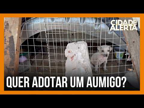Puppies abandoned on an avenue in the Planalto neighborhood, in Uberlândia
