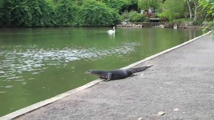 Singapore Botanic Gardens, monitor lizard encounter :)