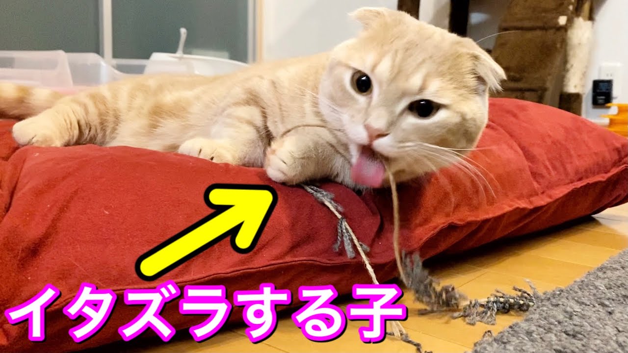 カーペットをボロボロにするイタズラ猫がこちらu2026 - YouTube