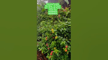 PUluong Paradise - xã Thành Sơn-Huyện Bá Thước -Tỉnh Thanh Hoá. 0325878222-0825878222