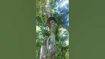 Giant Python Caught Climbing Tree—Shocking Footage! Python Scales Tree Like a Ninja!