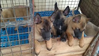 2 Months Old Belgian Malinois Puppies #puppy #belgianmalinois