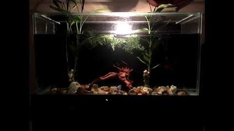 Building a 65 Gallon Aquarium (time-lapse)