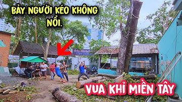 Vua Khỉ cưa có một lóng cây Gõ Mật xuống, mà bảy người kéo thở không ra hơi (Phần cuối).