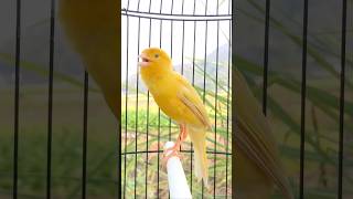 Kenari gacor emosi #kenari #kenarigacor #canary #canarias #canario #birds #shorts #shorts