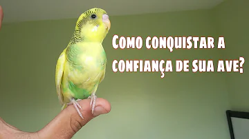 Como fazer amizade com um pássaro selvagem?