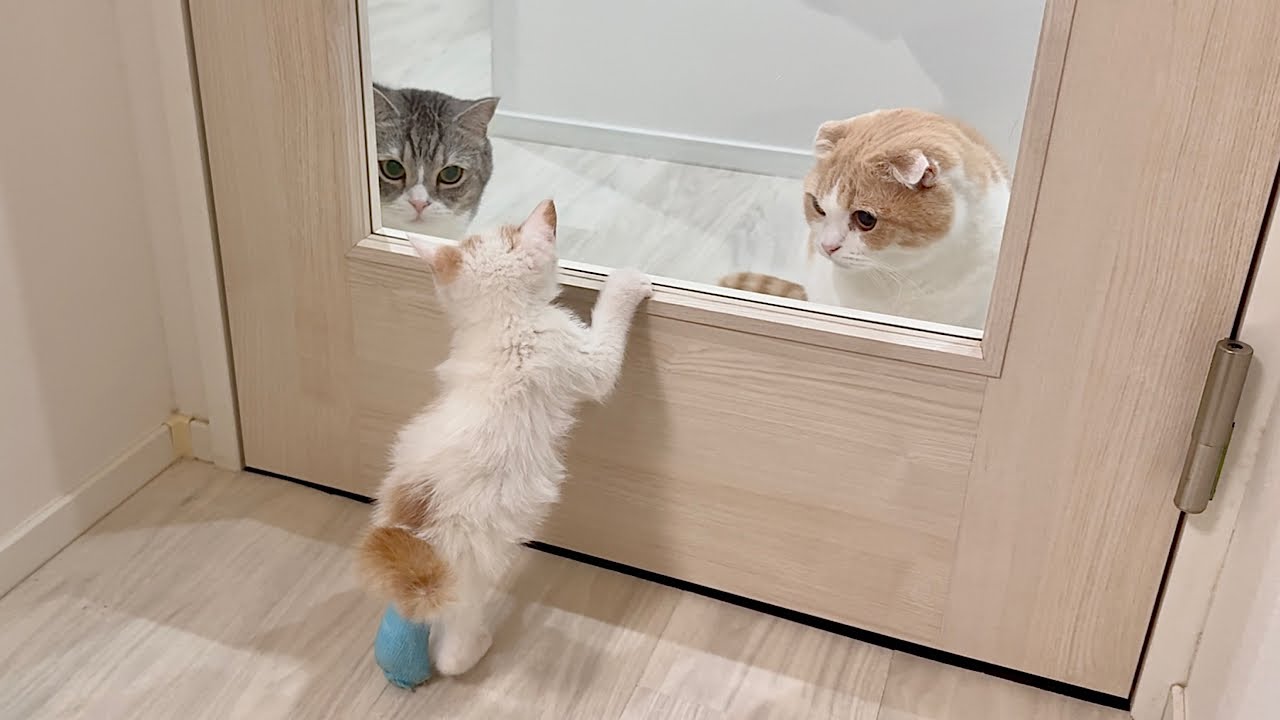 I rescued an injured kitten and the resident cat loved it so much