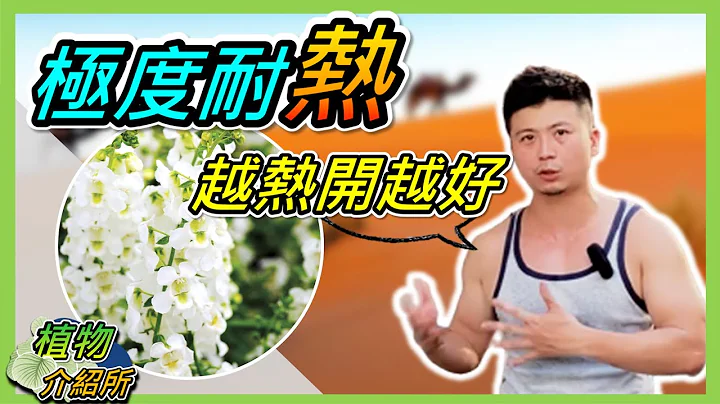 【植物推薦】夏天也可以有夢幻花海。＃伊恩愛種花＃天使花＃夏天種花＃夏天養花 - 天天要聞
