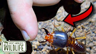 LARGEST TERMITE BITE Macrotermes carbonarius!