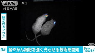 脳やがん細胞　強く発光させる技術　理研が開発(18/02/23)