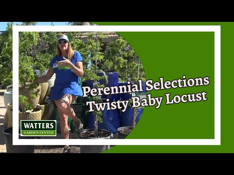 Video: Informace o Twisty Baby – Pěstování akátů „Twisty Baby“
