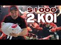 BEST KOI FOR AN ECOSYSTEM POND!