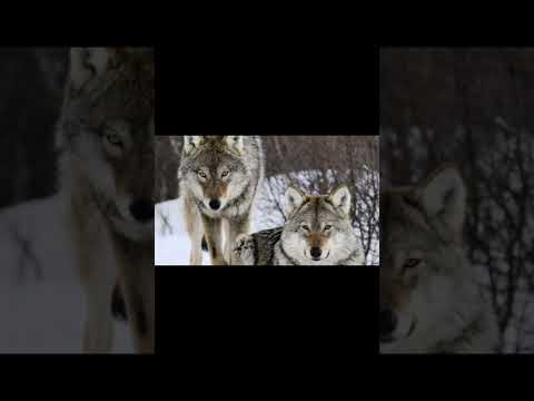 مش هتصدق اية اسم انثي الذئب