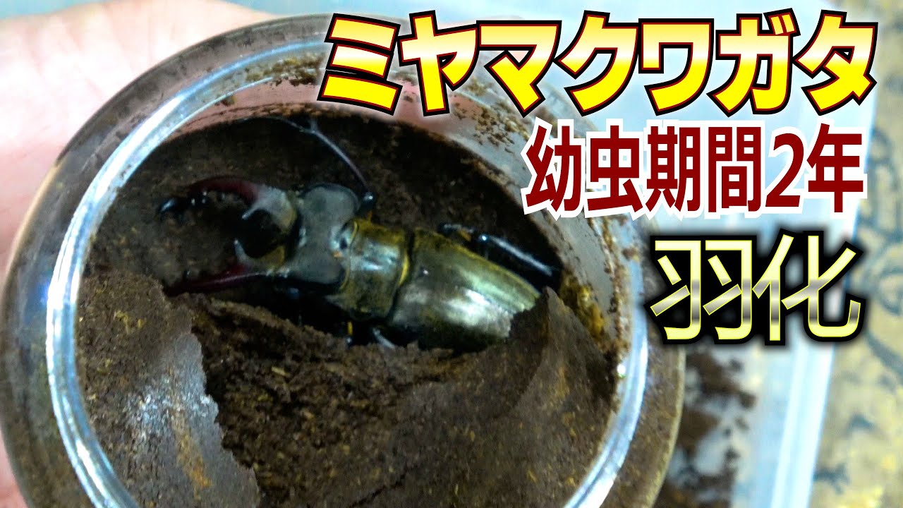 宮崎ミヤマクワガタが羽化しました