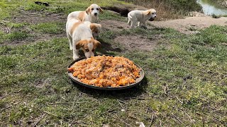 Puppies whose mum made a shelter in a cave came running when they got the scent of the food.