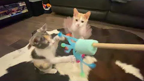 Video 1305021: japanese bobtail kittens born