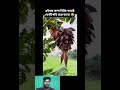 কলা বিক্রি করে কোটিপতি🤑