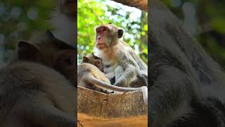 Download Lagu Little monkey bends down to drink mother's milk MP3