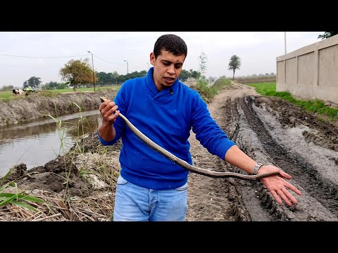صيد ثعبان ابو السيور كبير الحجم كان يسبب ذعر وقلق لكثير من الناس مع احمد الدكرونى