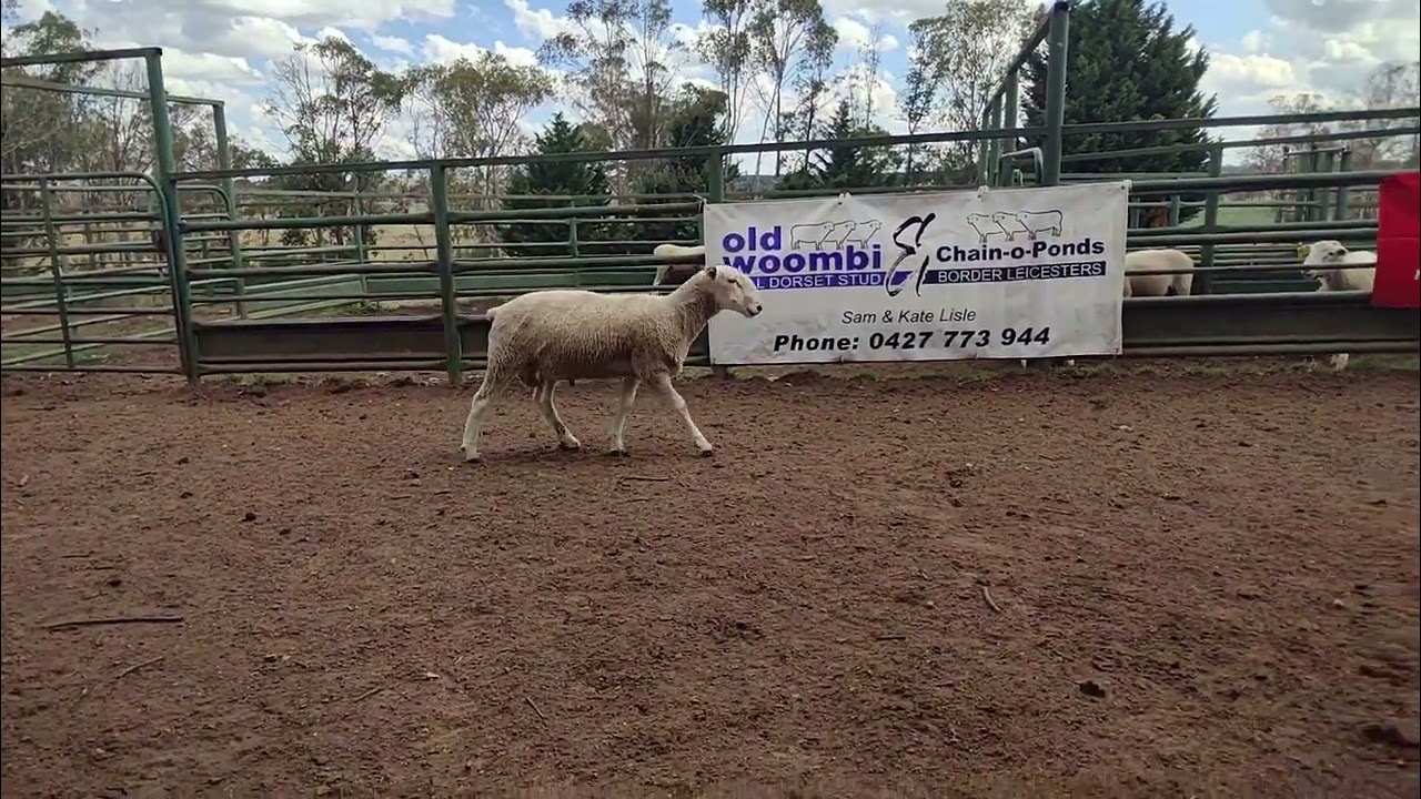 Lot 40 Chain O Ponds Border Leicester 2026 Ram Sale