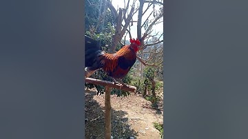 qaib dib nawb leej twg nyiam nug tau nawb.