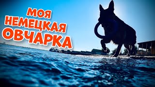 ОДИН ДЕНЬ С НЕМЕЦКОЙ ОВЧАРКОЙ