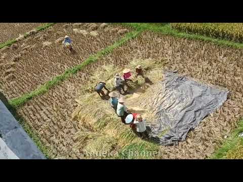 Panen padi traditional di bali