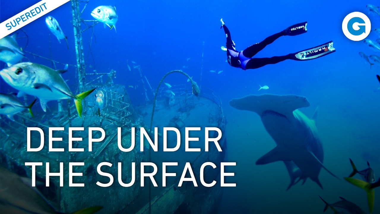 Adventure Ocean Quest: The Great White Sharks of Guadalupe