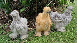 Blue silkie chickens.