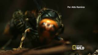 Avispon Asiático Gigante Vs Abeja