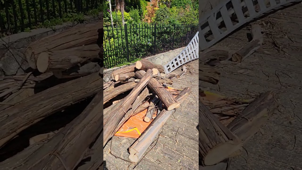 Huge Eucalyptus trees 🌳  get removed on the Gulf Islands 🇨🇦 🏝