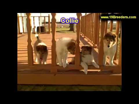 Collie, Puppies, Puppies, For, Sale, In, Albuquerque, New Mexico, NM, Gallup, Carlsbad, Alamogordo,